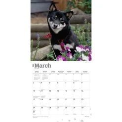 Shiba Inu 2024 Wall Calendar -Calendars Sales Store 1ba62b26 ca57 4282 abdd f0817e3d2ae0