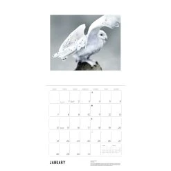 Chappell Owls 2024 Wall Calendar -Calendars Sales Store 1c16db18 3eac 4e71 a95c 3cf05e76b30d