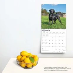 Black Lab Retriever 2024 Wall Calendar 13 Black Lab Retriever 2024 Wall Calendar -Calendars Sales Store 1d19d47a b9e1 4057 b727 81828f19ede2