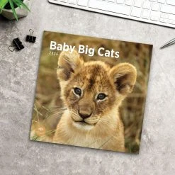 Baby Big Cats 2024 Wall Calendar -Calendars Sales Store 1d4f5d1d 80a8 4b6f 90f5 e4512ed44824