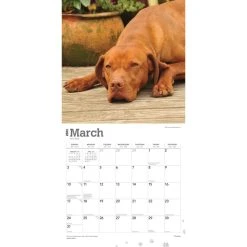 Vizslas 2024 Wall Calendar -Calendars Sales Store 1dfd7c88 93b9 4f83 bb3a 571bd1079bcc