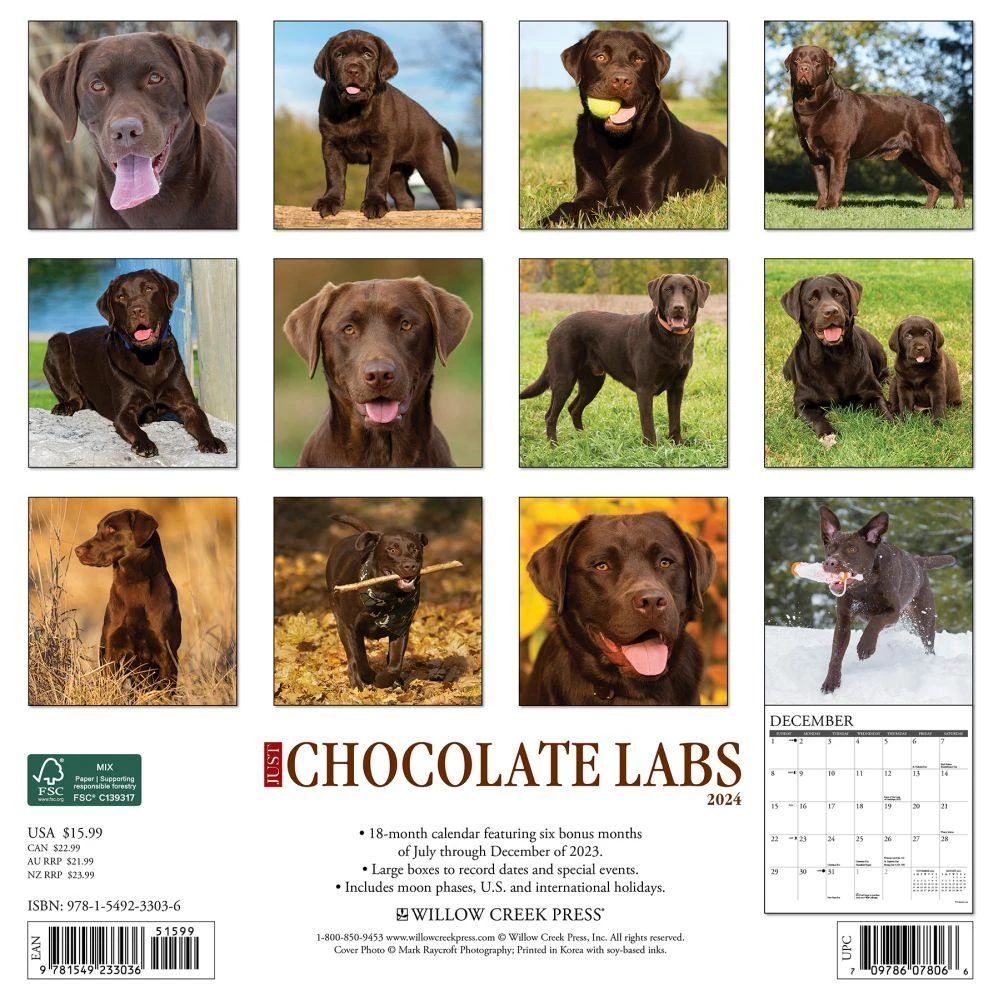 Just Chocolate Labs 2024 Wall Calendar 4 Just Chocolate Labs 2024 Wall Calendar - Image 2