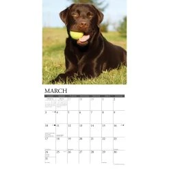 Just Chocolate Labs 2024 Wall Calendar 9 Just Chocolate Labs 2024 Wall Calendar -Calendars Sales Store 202400003654 ALT2