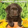 Just Chocolate Lab Puppies 2024 Wall Calendar 1 Just Chocolate Lab Puppies 2024 Wall Calendar -Calendars Sales Store 202400003655