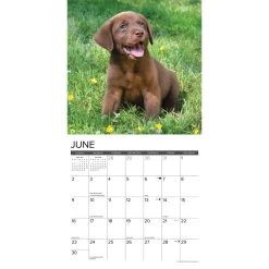 Just Chocolate Lab Puppies 2024 Wall Calendar 9 Just Chocolate Lab Puppies 2024 Wall Calendar -Calendars Sales Store 202400003655 ALT2