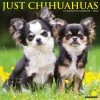 Just Chihuahuas 2024 Wall Calendar 1 Just Chihuahuas 2024 Wall Calendar -Calendars Sales Store 202400003657