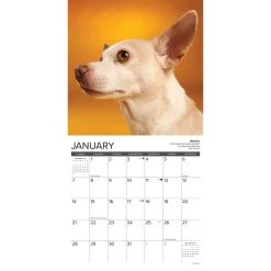 Chihuahua Rules 2024 Wall Calendar -Calendars Sales Store 202400003658 ALT2