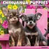 Just Chihuahua Puppies 2024 Wall Calendar 1 Just Chihuahua Puppies 2024 Wall Calendar -Calendars Sales Store 202400003659
