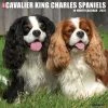 Just Cavalier King Charles 2024 Wall Calendar -Calendars Sales Store 202400003663