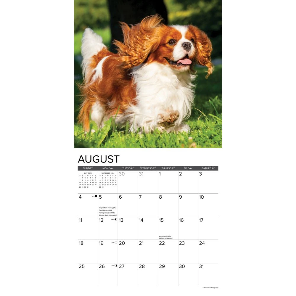 Just Cavalier King Charles 2024 Wall Calendar 5 Just Cavalier King Charles 2024 Wall Calendar - Image 3
