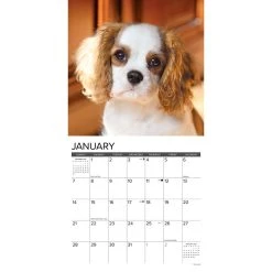 Just Cavalier King Charles Puppies 2024 Wall Calendar -Calendars Sales Store 202400003664 ALT2