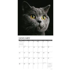Just Cats 2024 Wall Calendar -Calendars Sales Store 202400003667 ALT2