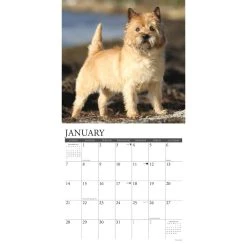 Just Cairn Terriers 2024 Wall Calendar -Calendars Sales Store 202400003678 ALT2