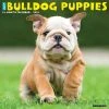 Just Bulldog Puppies 2024 Wall Calendar -Calendars Sales Store 202400003684