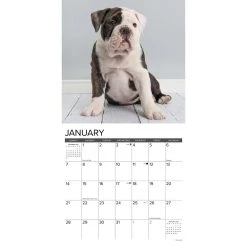 Just Bulldog Puppies 2024 Wall Calendar -Calendars Sales Store 202400003684 ALT2