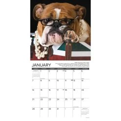 Just Bulldog Bad Boys 2024 Wall Calendar -Calendars Sales Store 202400003685 ALT2