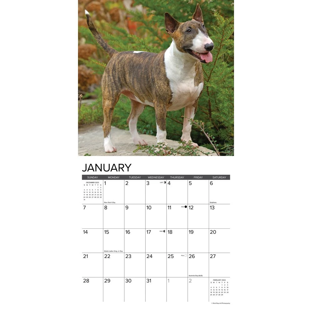 Just Bull Terriers 2024 Wall Calendar 5 Just Bull Terriers 2024 Wall Calendar - Image 3