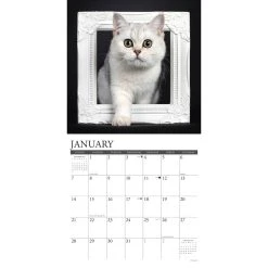 Just British Shorthair Cats 2024 Wall Calendar -Calendars Sales Store 202400003691 ALT2