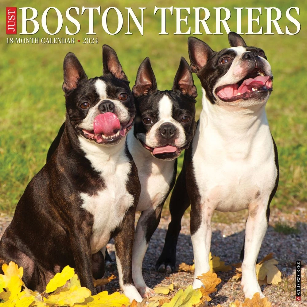 Just Boston Terriers 2024 Wall Calendar 3 Just Boston Terriers 2024 Wall Calendar