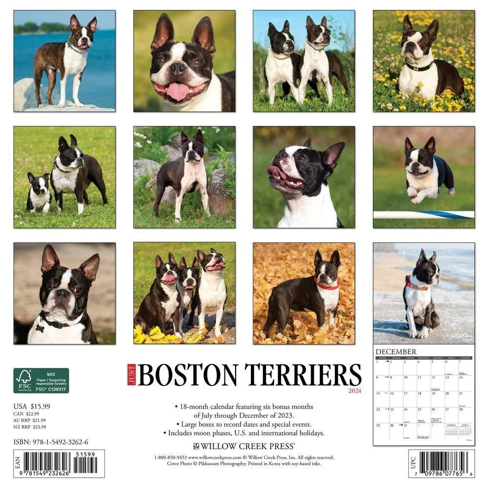 Just Boston Terriers 2024 Wall Calendar 4 Just Boston Terriers 2024 Wall Calendar - Image 2