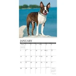 Just Boston Terriers 2024 Wall Calendar 9 Just Boston Terriers 2024 Wall Calendar -Calendars Sales Store 202400003694 ALT2