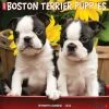 Just Boston Terrier Puppies 2024 Wall Calendar -Calendars Sales Store 202400003695