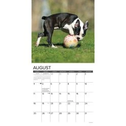 Just Boston Terrier Puppies 2024 Wall Calendar -Calendars Sales Store 202400003695 ALT2
