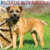Just Border Terriers 2024 Wall Calendar 1 Just Border Terriers 2024 Wall Calendar -Calendars Sales Store 202400003697