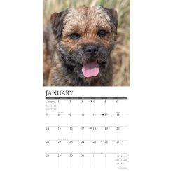 Just Border Terriers 2024 Wall Calendar -Calendars Sales Store 202400003697 ALT2