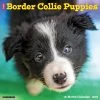 Just Border Collie Puppies 2024 Wall Calendar -Calendars Sales Store 202400003699