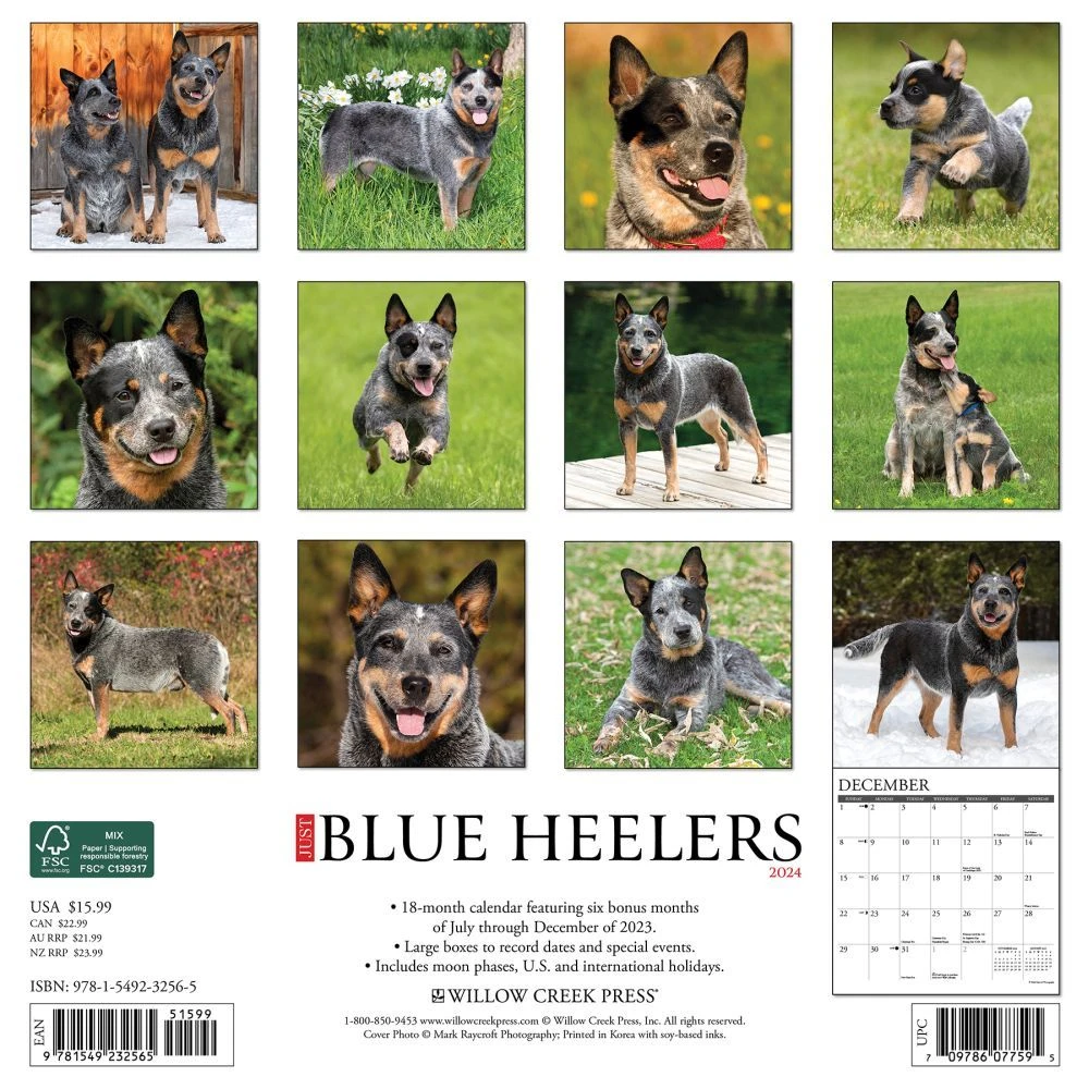 Just Blue Heelers 2024 Wall Calendar 4 Just Blue Heelers 2024 Wall Calendar - Image 2