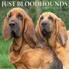 Just Bloodhounds 2024 Wall Calendar -Calendars Sales Store 202400003701