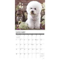 Just Bichon Frises 2024 Wall Calendar -Calendars Sales Store 202400003712 ALT2