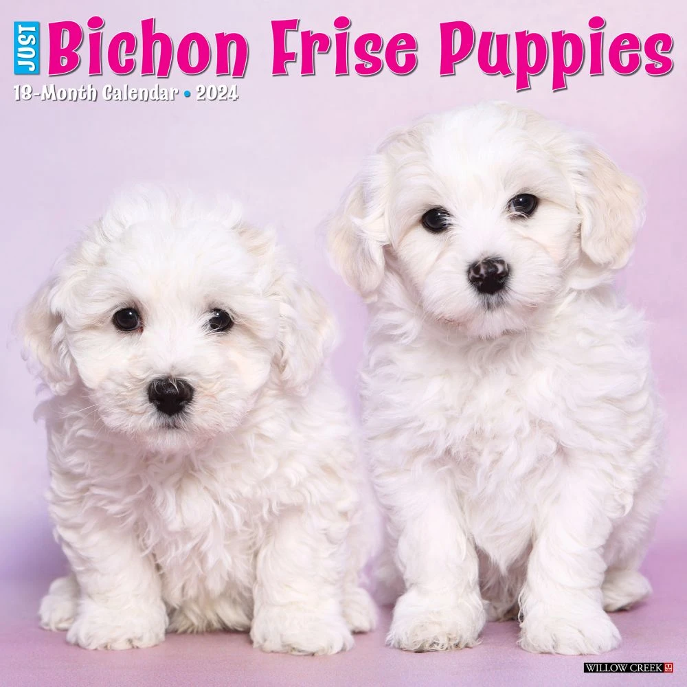 Just Bichon Frise Puppies 2024 Wall Calendar 3 Just Bichon Frise Puppies 2024 Wall Calendar