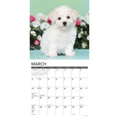 Just Bichon Frise Puppies 2024 Wall Calendar 9 Just Bichon Frise Puppies 2024 Wall Calendar -Calendars Sales Store 202400003713 ALT2