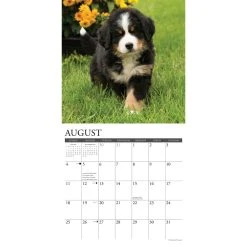 Just Bernese Mountain Puppies 2024 Wall Calendar -Calendars Sales Store 202400003716 ALT2