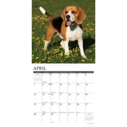 Just Beagles 2024 Wall Calendar -Calendars Sales Store 202400003720 ALT2