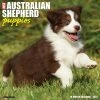 Just Australian Shepherd Puppies 2024 Wall Calendar 2 Just Australian Shepherd Puppies 2024 Wall Calendar -Calendars Sales Store 202400003735