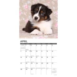 Just Australian Shepherd Puppies 2024 Wall Calendar -Calendars Sales Store 202400003735 ALT2