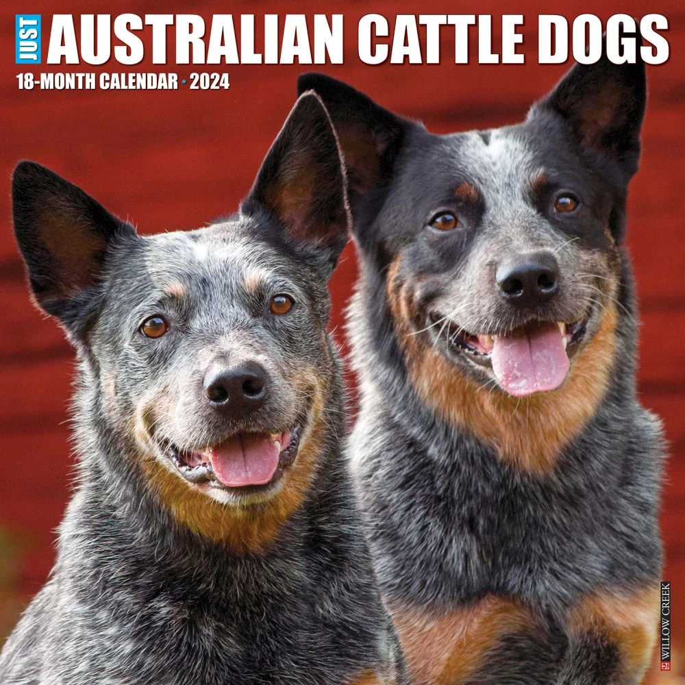Just Australian Cattle Dogs 2024 Wall Calendar 3 Just Australian Cattle Dogs 2024 Wall Calendar