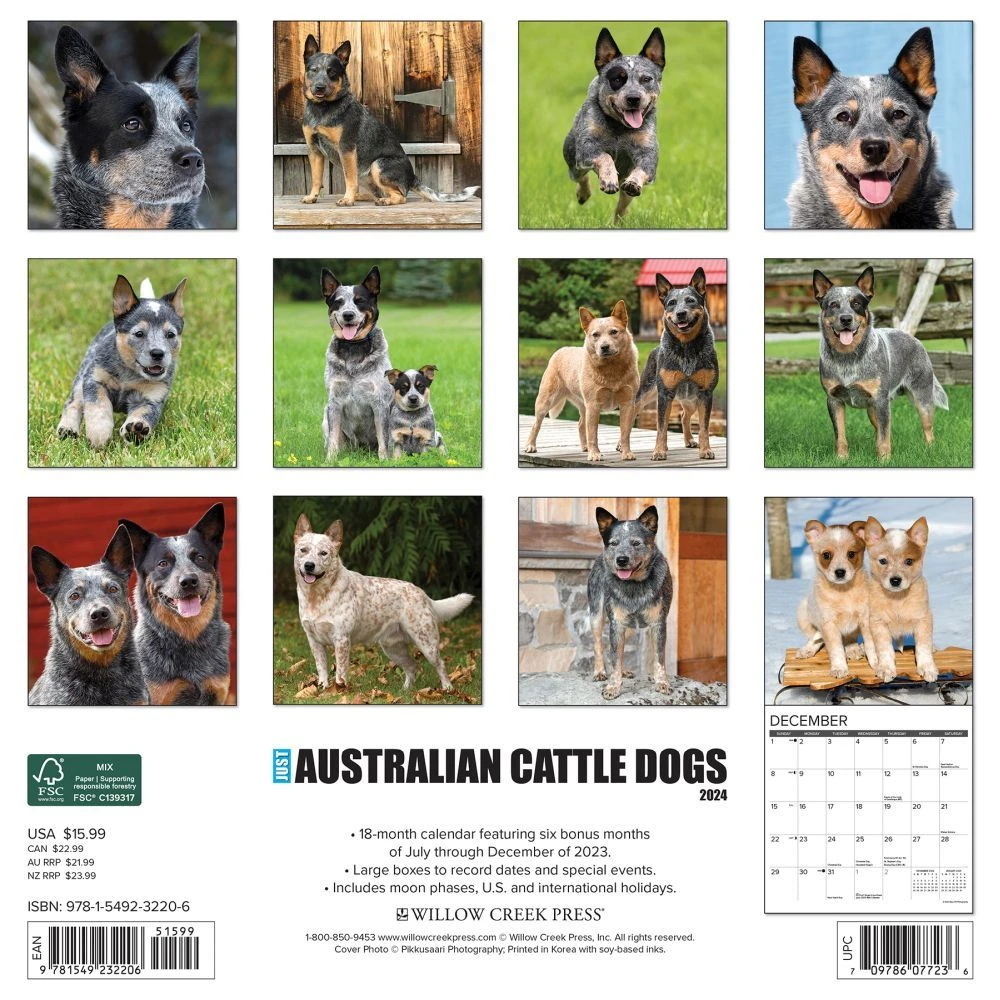 Just Australian Cattle Dogs 2024 Wall Calendar 4 Just Australian Cattle Dogs 2024 Wall Calendar - Image 2