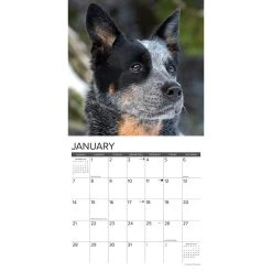 Just Australian Cattle Dogs 2024 Wall Calendar 9 Just Australian Cattle Dogs 2024 Wall Calendar -Calendars Sales Store 202400003736 ALT2