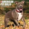 Just American Pit Bulls 2024 Wall Calendar -Calendars Sales Store 202400003749