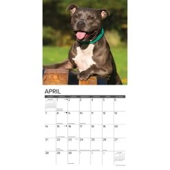 Just American Pit Bulls 2024 Wall Calendar -Calendars Sales Store 202400003749 ALT2