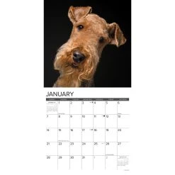 Just Airedale Terriers 2024 Wall Calendar -Calendars Sales Store 202400003756 ALT2