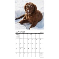 12 Uses For A Lab 2024 Wall Calendar -Calendars Sales Store 202400003763 ALT2