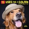 12 Uses For A Golden 2024 Wall Calendar 1 12 Uses For A Golden 2024 Wall Calendar -Calendars Sales Store 202400003764
