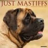 Just Mastiffs 2024 Wall Calendar -Calendars Sales Store 202400003768