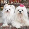 Just Maltese 2024 Wall Calendar 1 Just Maltese 2024 Wall Calendar -Calendars Sales Store 202400003770