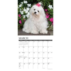 Just Maltese 2024 Wall Calendar -Calendars Sales Store 202400003770 ALT2